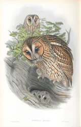 Illustration des Syrnium Aluco